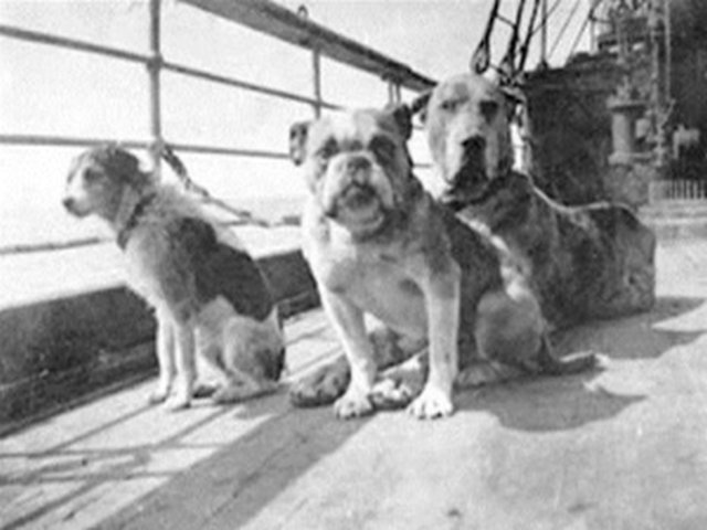perros del titanic