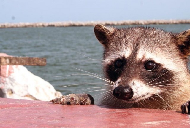 Curiosos Mapaches Invaden Ciudad Madero Tamaulipas