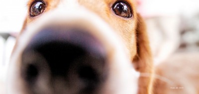 Las 10 razas de perros más obstinadas que existen