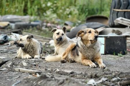 Bogot Aprueba Atenci N Veterinaria Gratuita Para Perros Y Gatos De La