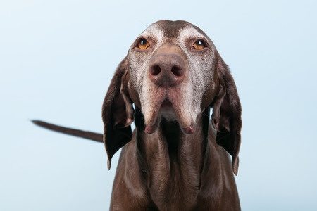 Tips para perros viejitos
