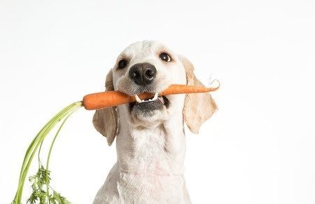 Verduras tu perro puede comer 39785606_s