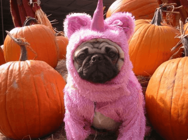 Halloween ya está aqui y los Pugs lo saben