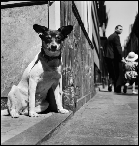 15 Fotografías Vintage de Perros en Paris tomadas en el siglo pasado