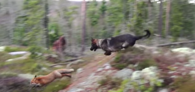 Perro corre detrás de zorro