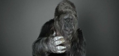 Gorila habla a señas pide salvar el planeta