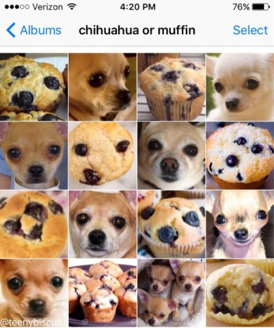 muffin chihuahua