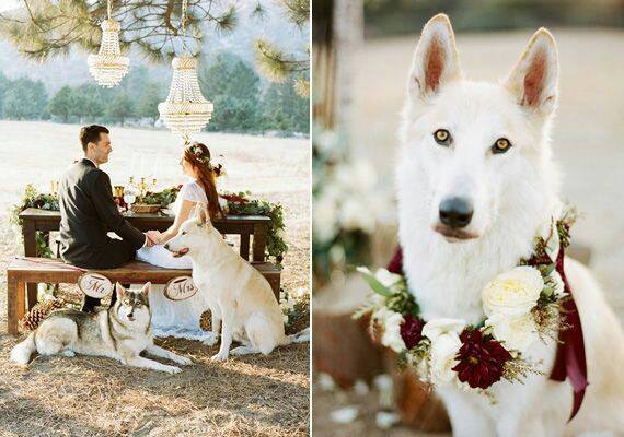 perros en bodas 4