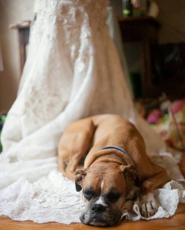 perros en bodas 5
