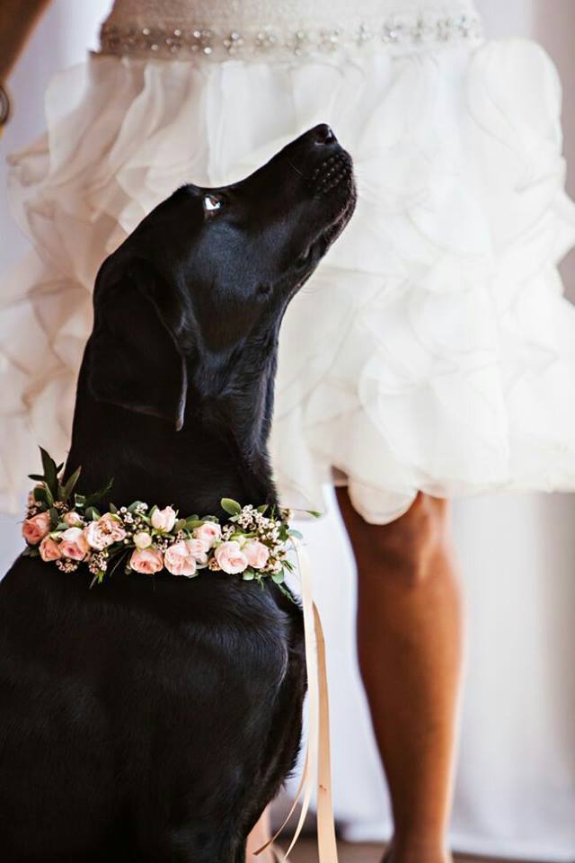 perros en bodas12