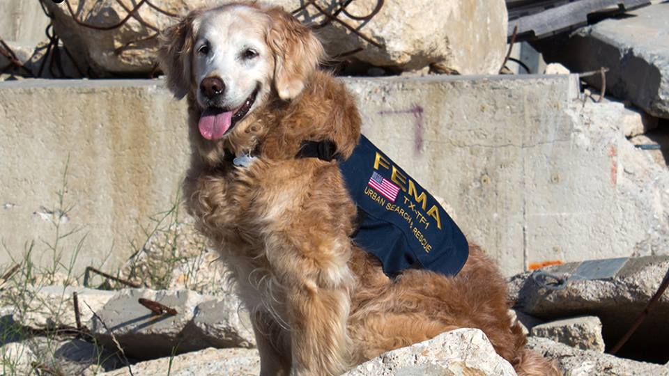 Muere el último perro rescatista de ataques terroristas en New York