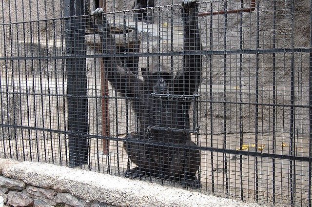 chimpancé tiene derechos libre de zoológico