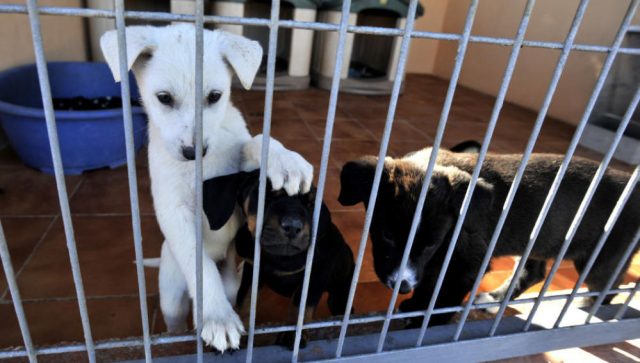 Prohíben sacrificio de perros en Madrid