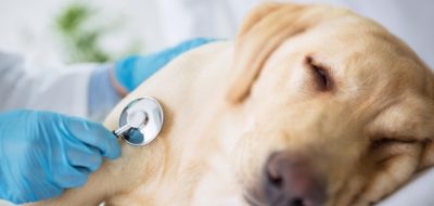 Puedo dar medicina de humanos a mi perro?