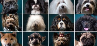 por qué hay tantas razas de perros