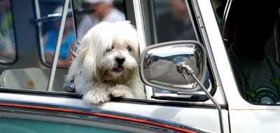 Formas seguras de viajar en auto con perros