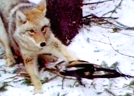 Trampas matan coyotes