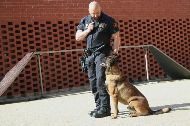 perros policía de la Guardia Urbana de Barcelona