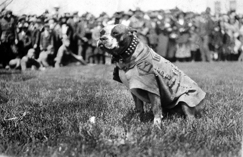Los Perros que participaron en la Primera Guerra Mundial