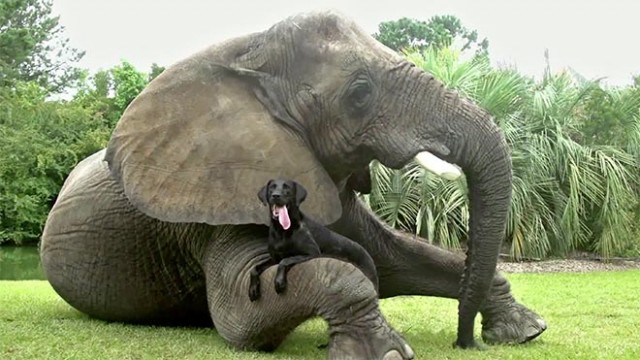 Foto_Amistad_Perro_Elefante 2