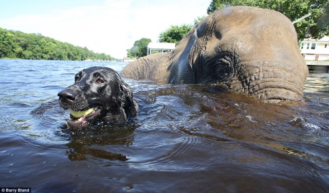 Foto_Amistad_Perro_Elefante