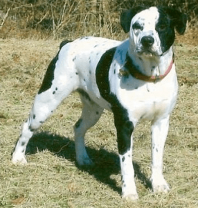 CRuza-de-BullDog-y-Dalmata