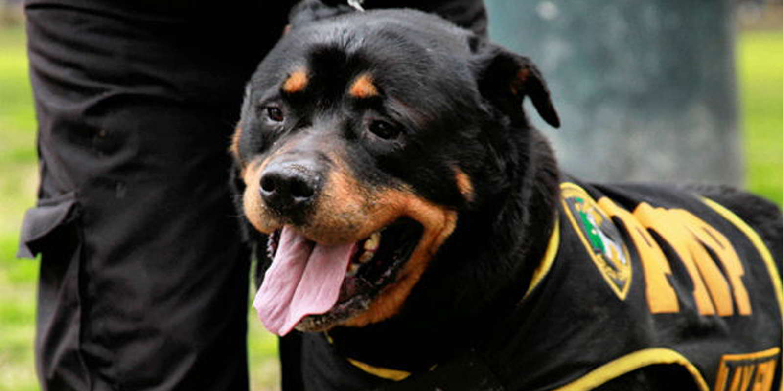 Policías y sus perros asisten a velorio de perro héroe en Perú