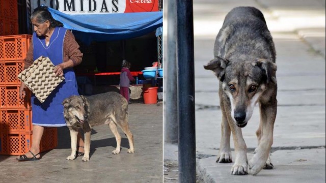 Foto_Perro_Bolivia_Haachi