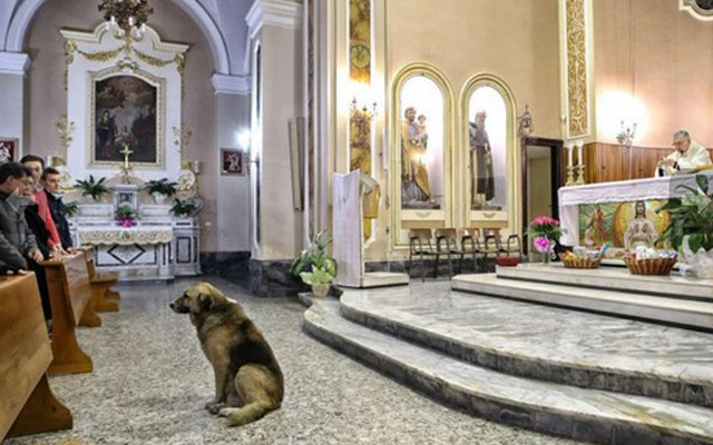 En Italia Perro adoptado va a misa a diario después que dueña muere