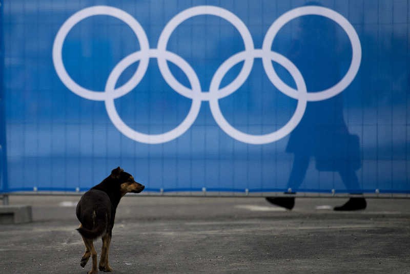 Millonario Ruso salva cientos de perros en ciudad Olímpica