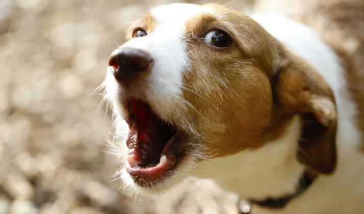 Los perros hablan a través de sus ladridos. ¿Ya sabes entender al tuyo?