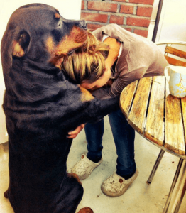 Perros sienten el dolor humano y tratan de consolarnos