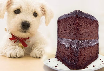 ¿Qué tan cierto es que el chocolate es dañino para los perros?