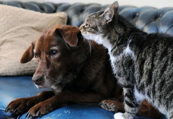 gato y perro ciego 