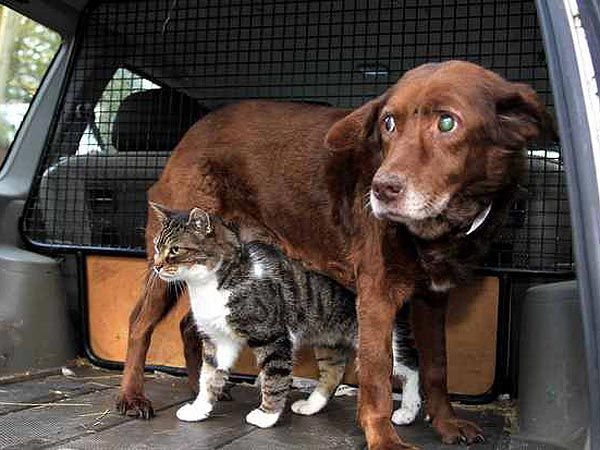 gato y perro ciego