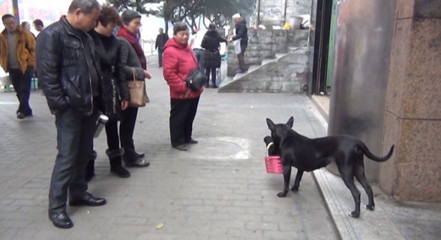 Foto_Perro_Black Tiger_China 1