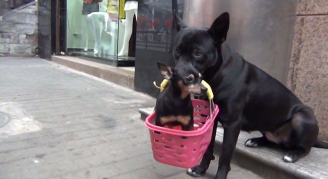 Foto_Perro_Black Tiger_China
