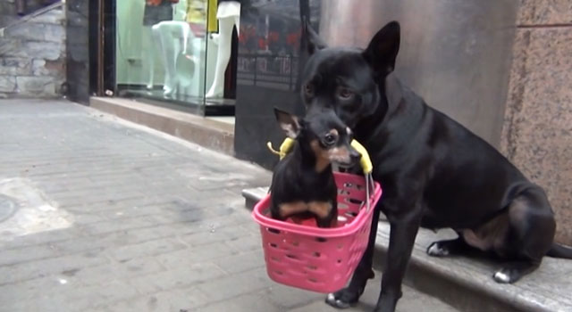 En China Perro carga cachorro lastimado mientras sana