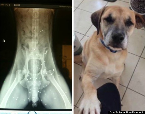 Perro rescatado con 50 disparos en su cuerpo muestra lo inspirador de un animal aferrado a la vida