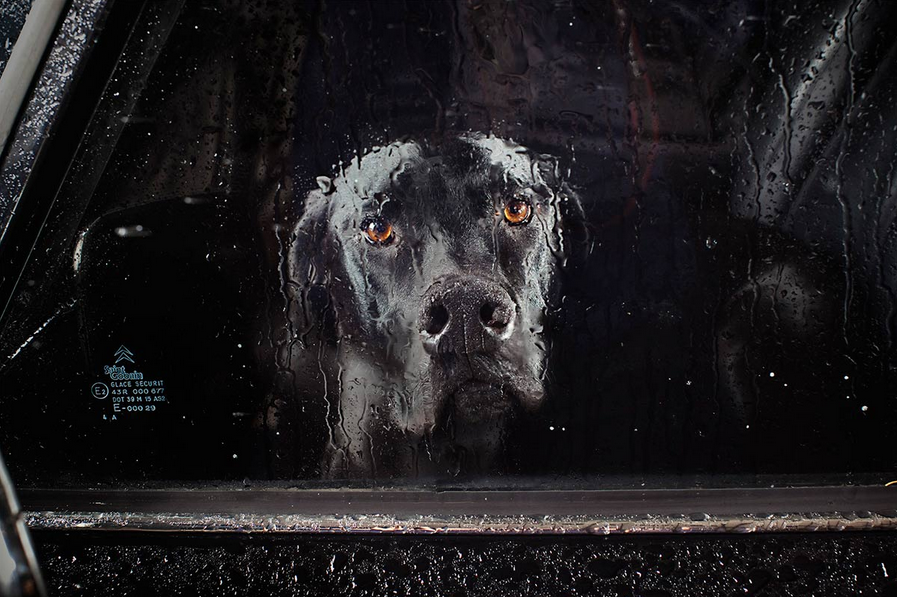 Se propone Ley permite romper vidrios de auto para salvar mascotas del calor