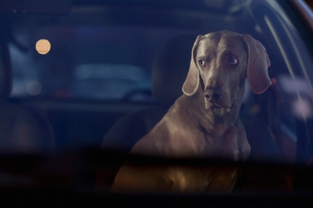 Foto_Perros en el carro