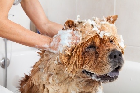 Tips para bañar perros