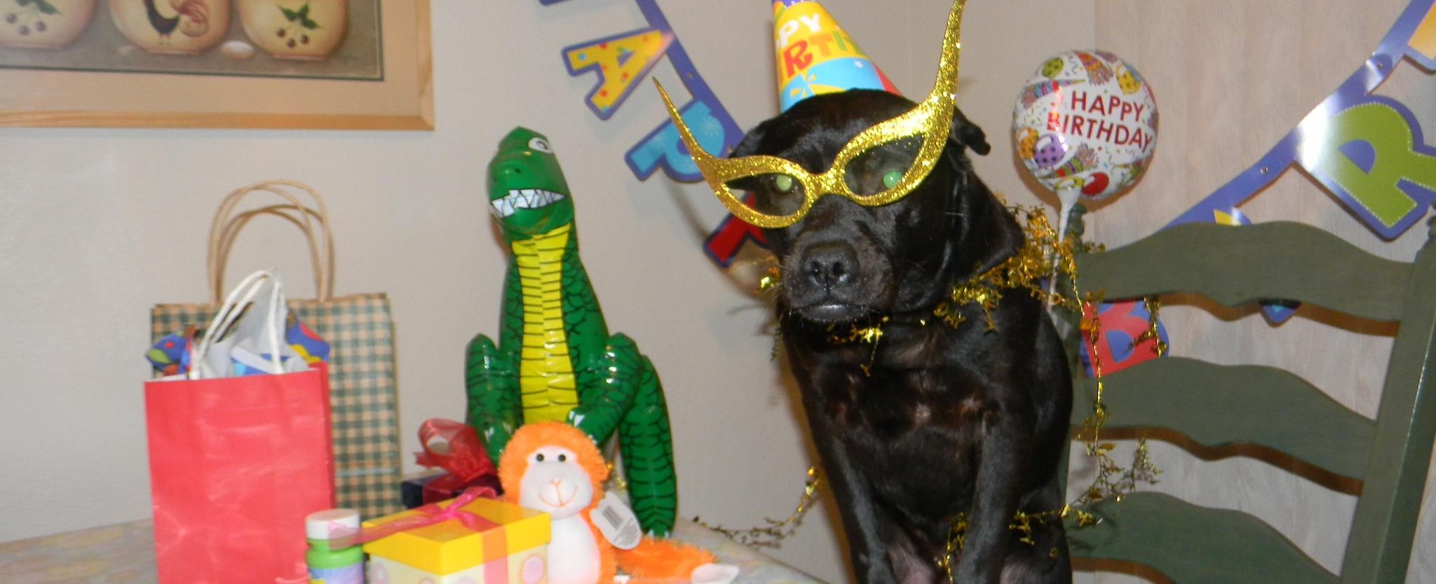 15 de los mejores cumpleaños de perros