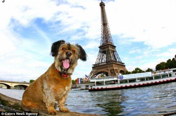 Perros ya tienen derechos de Humano en Francia
