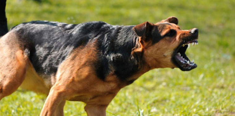 Cómo identificar un perro agresivo antes que sea tarde?