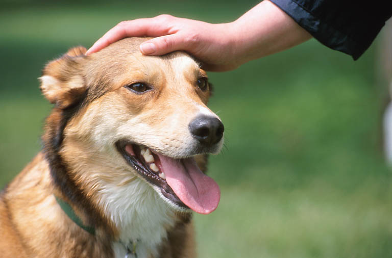 Acariciar a tu perro puede mejorar tu presión arterial