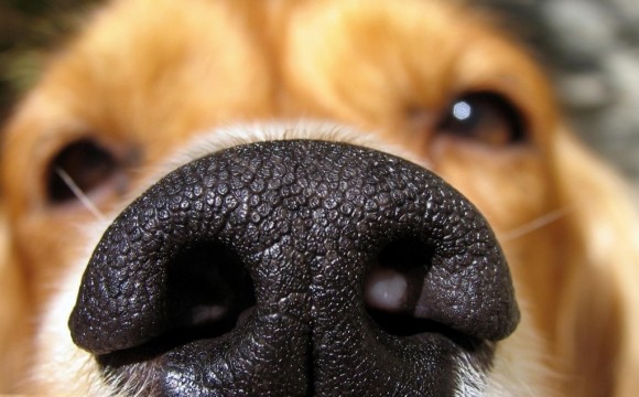 Por qué los perros tienen la nariz mojada