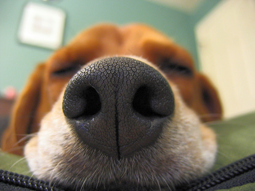 Las 7 razas de perros menos olorosas que existen