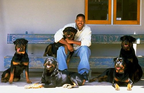 Entérate de que raza de perros es amante Will Smith