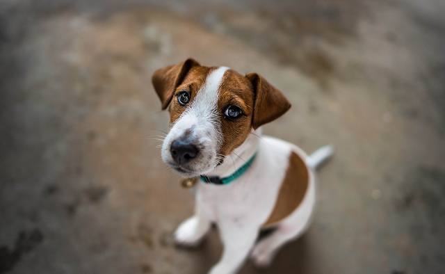 ¿Sabías un perro es tan inteligente como niño de 2 años?